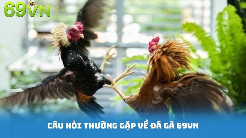 Câu Hỏi Thường Gặp Về Đá Gà 69VN